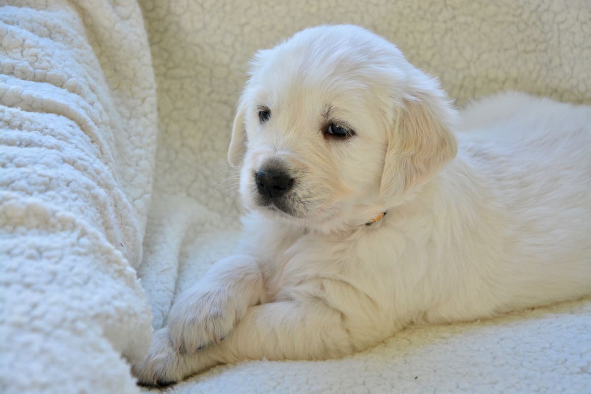 Chiot golden retriever dans l'herbe