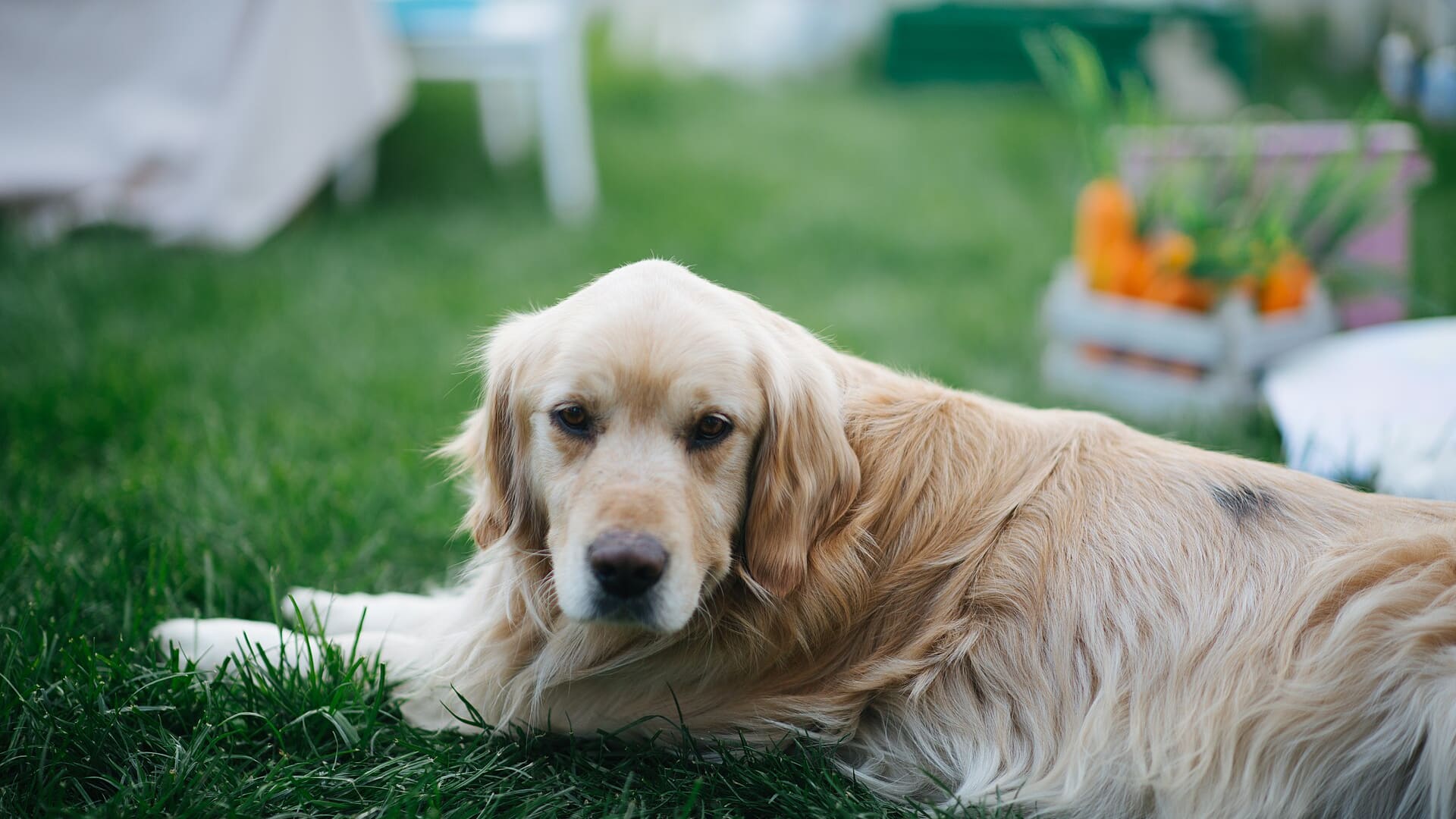 Golden retriever couché dans un jardin, entouré de plates-bandes