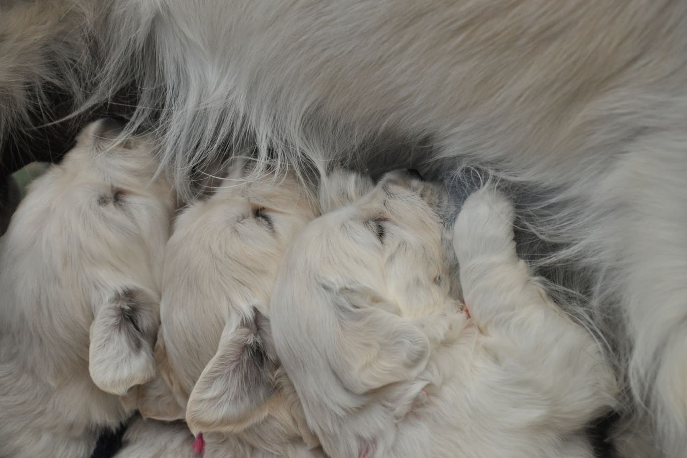 Portée de chiots golden retriever de quatre semaines