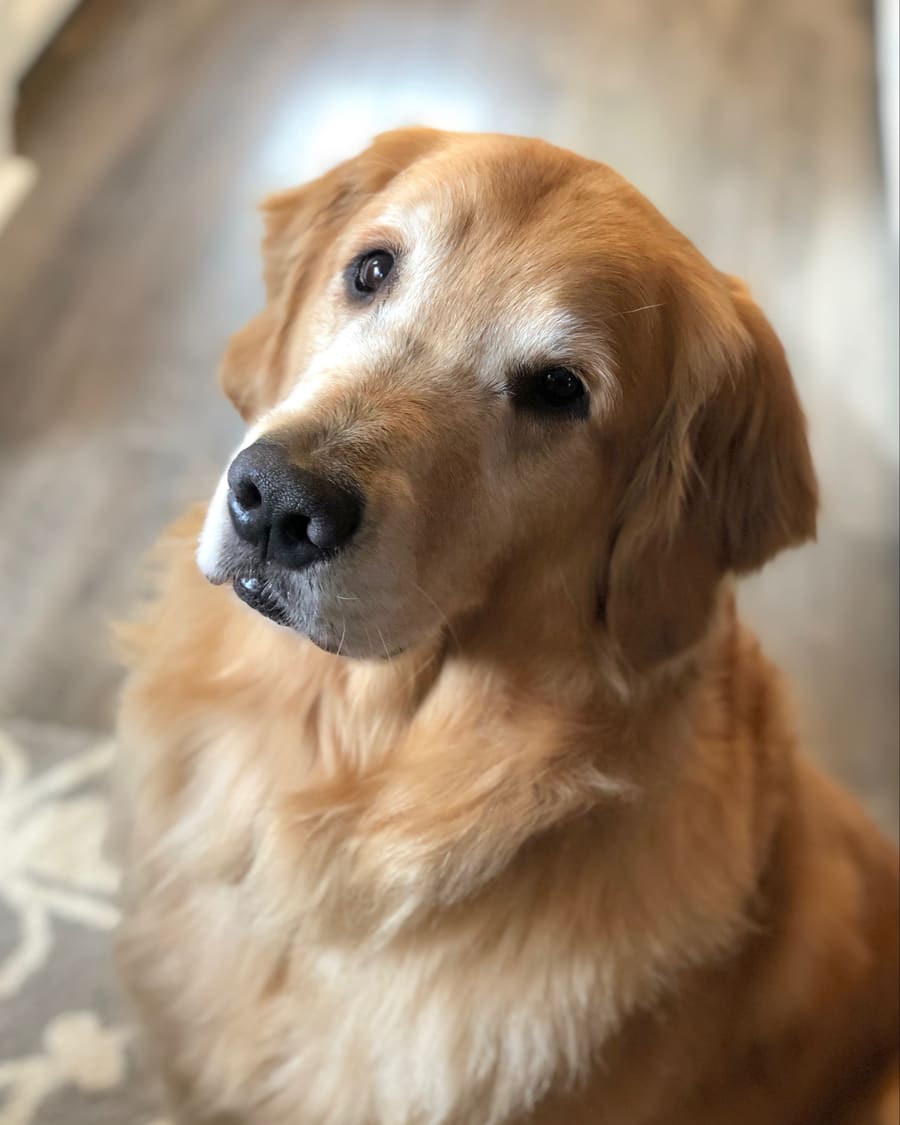 Golden retriever adulte assis dans le jardin de l'élevage